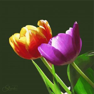 Deux tulipes