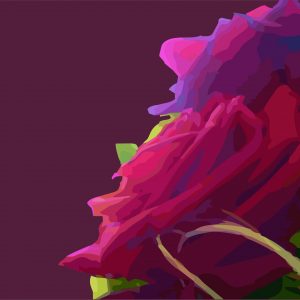 Roses pourpres