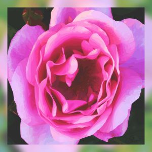 Rose ancienne du Thabor