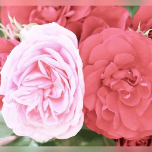 Roses pâles du Thabor