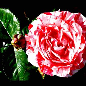 Rose intense au Thabor