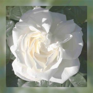 Rose blanche du Thabor