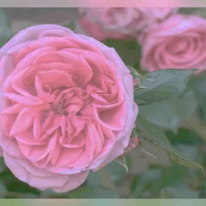 Rose d'amour du Thabor