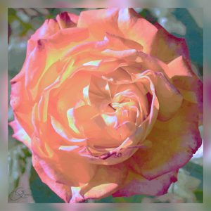 Rose douce du Thabor