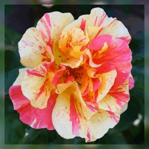 Rose marbrée du Thabor