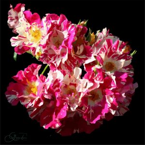 Rose crue du Thabor