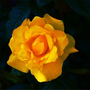 Rose unique et intense