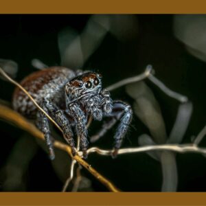 Animaux079