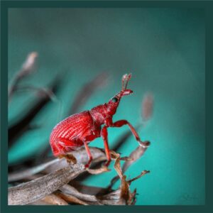 Animaux082