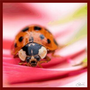 Animaux084