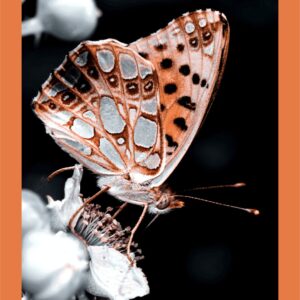 Animaux086