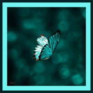 Animaux088