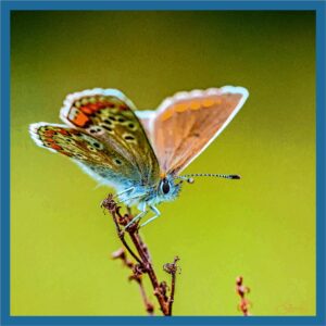 Animaux089