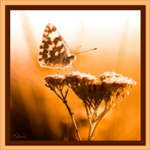 Animaux090