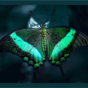Animaux092