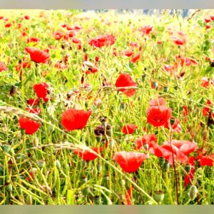 Champ de coquelicots