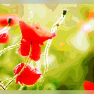 Coquelicot dans la rosée