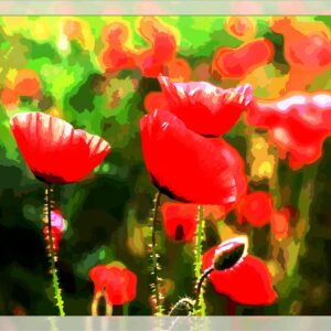 Tulipes champêtres