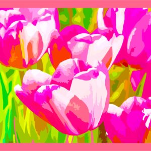 Tulipes roses