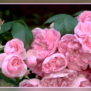 Buisson de rose du Thabor