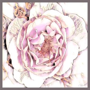 Rose contour