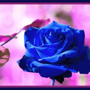 Rose bleue intense