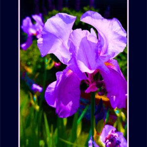 Iris