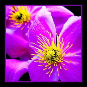 Clematis patens