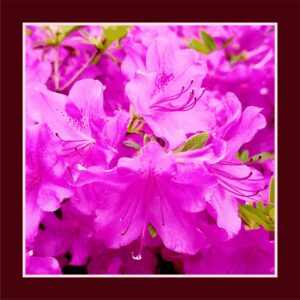 Rhododendron ponticum