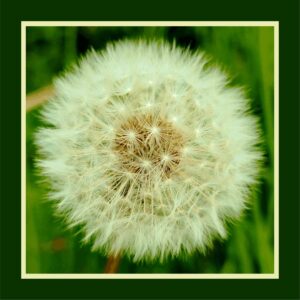 Taraxacum campylode