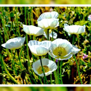 Papaver alpinum