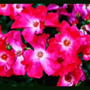 Bouquet de roses fushia