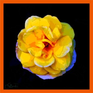 Rose jaune du Thabor tour orangé