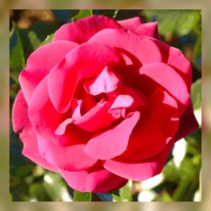 Rose du coeur du Thabor