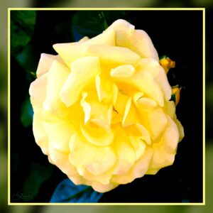 Rose jaune profond au Thabor