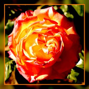 Rose orangée au Thabor