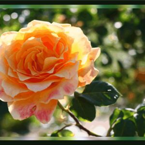 Rose orangée