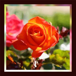 Rose orange