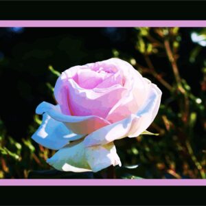 Rose blanche tour mauve