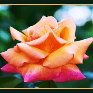 Rose orange tour orange