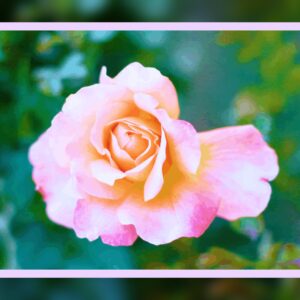 Rose rose pâle tout rose pâle