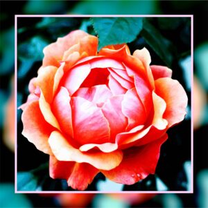 Rose pomme tour rose