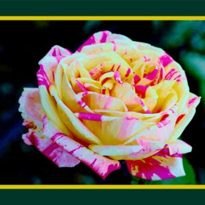 Rose bicolore tour jaune