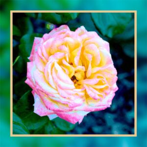 Rose sur fond bleu