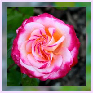 Rose hélicoïdale