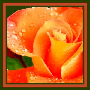 Rose orange et pluie 1