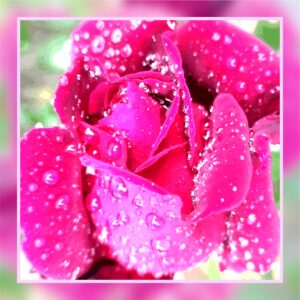 Rose rouge et pluie
